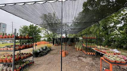 Cactus Queen DFW