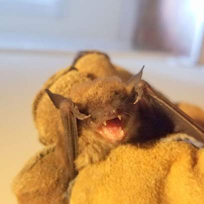Orlando Bat Exclusion Pro