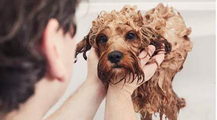 Moisant Mobile Dog Wash